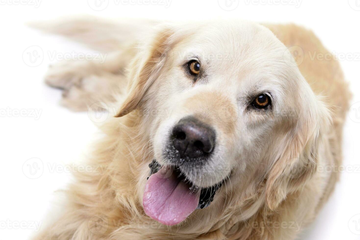 Studio shot of an adorable Golden retriever photo