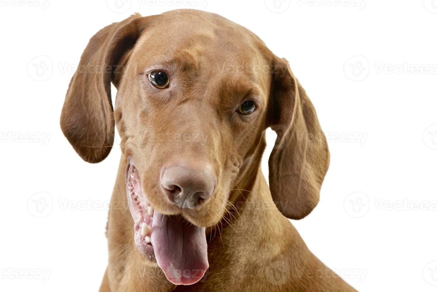 Portrait of an adorable hungarian vizsla photo