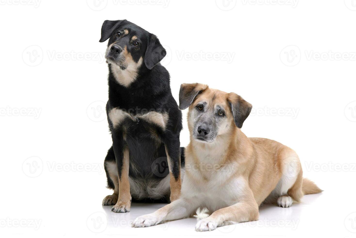 Studio shot of two adorable mixed breed dog photo