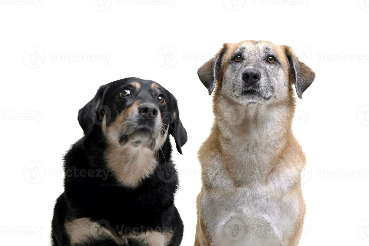 Studio shot of two adorable mixed breed dog photo