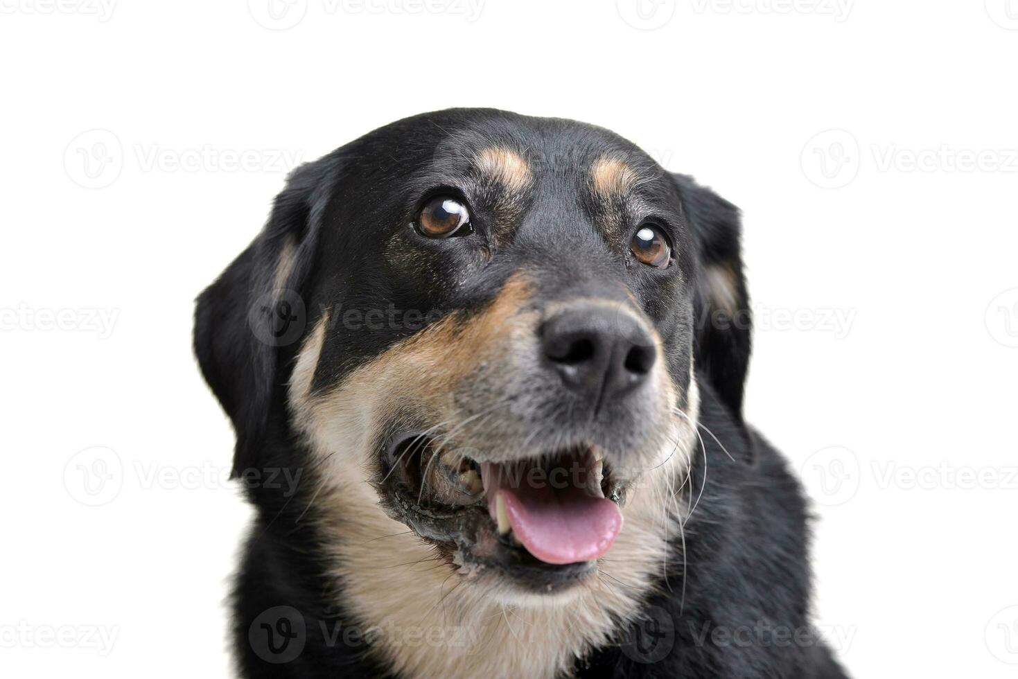 Portrait of an adorable mixed breed dog photo