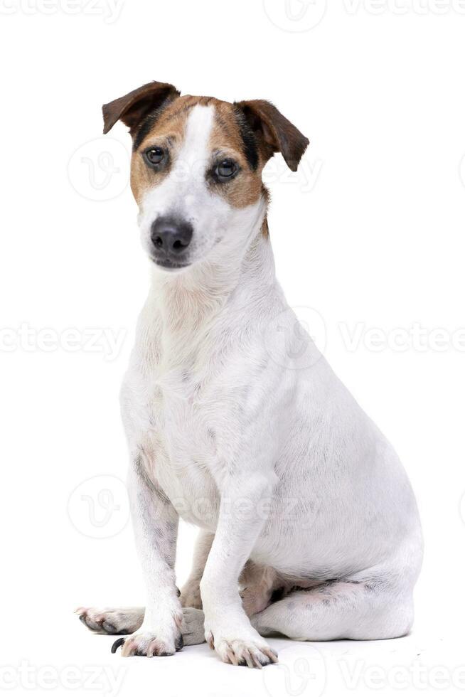 Studio shot of an adorable Jack Russell Terrier photo