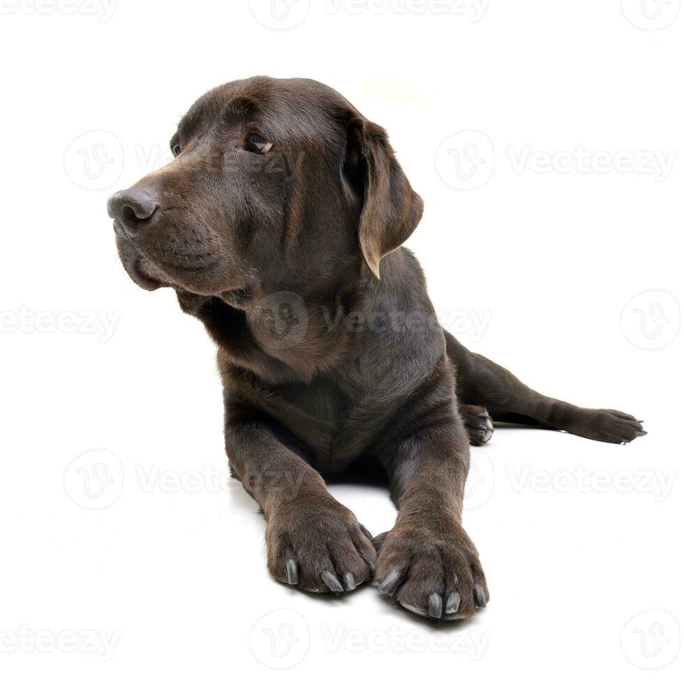 Studio shot of an adorable Labrador retriever photo