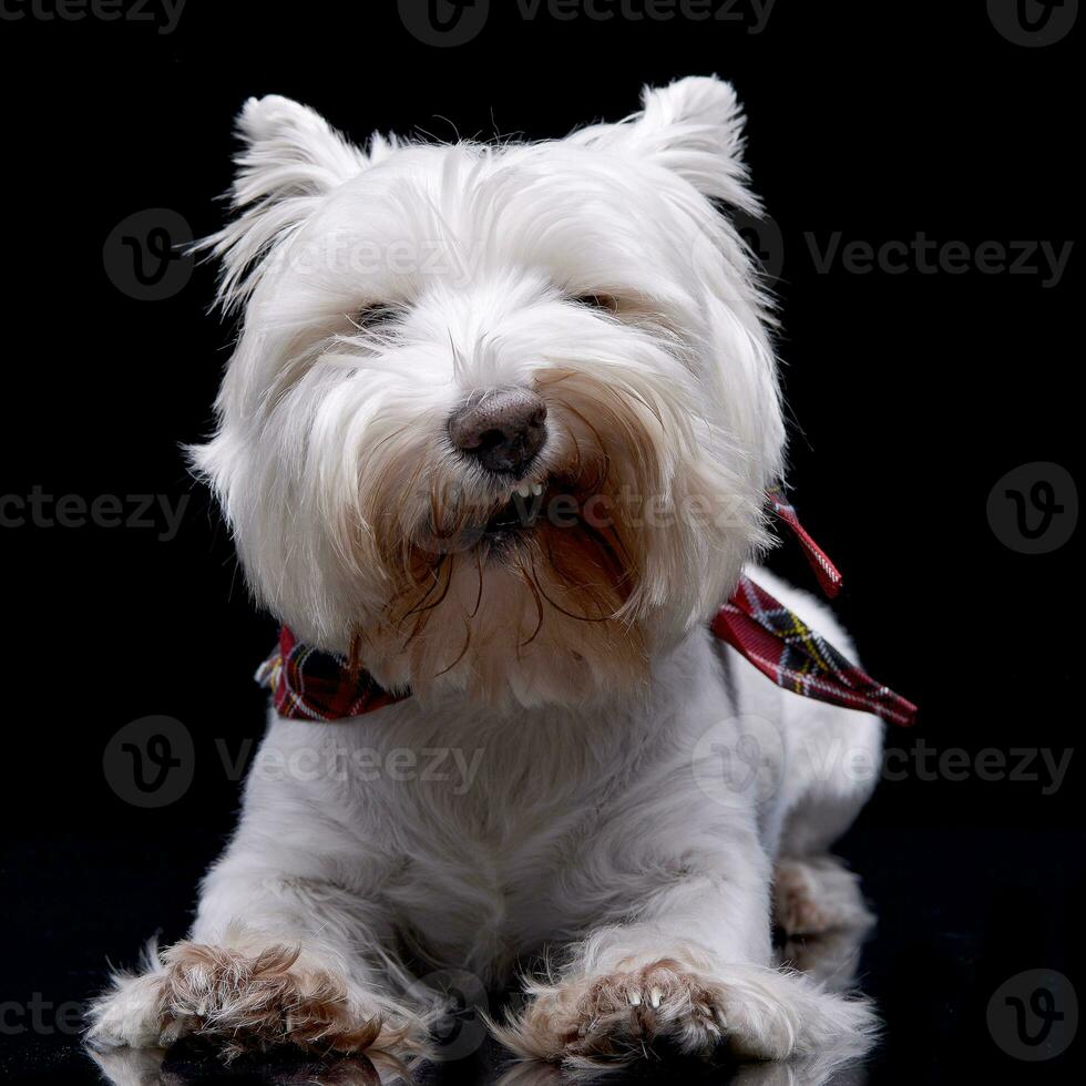 estudio Disparo de un adorable Oeste tierras altas blanco terrier foto