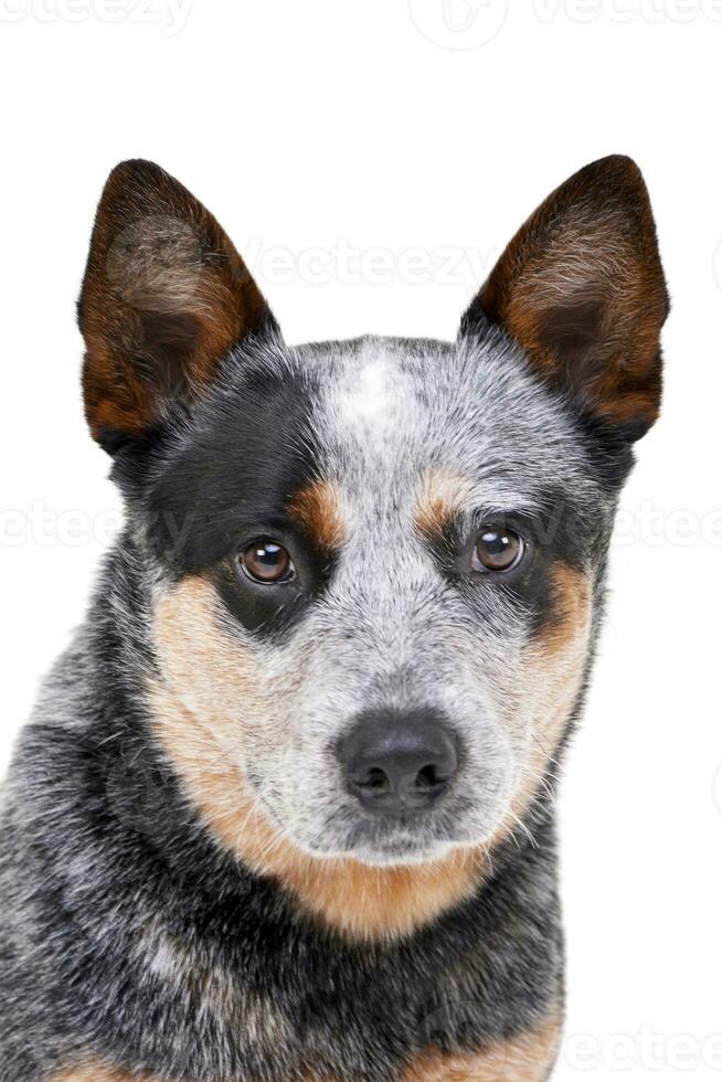 estudio Disparo de un adorable australiano vacas perro foto