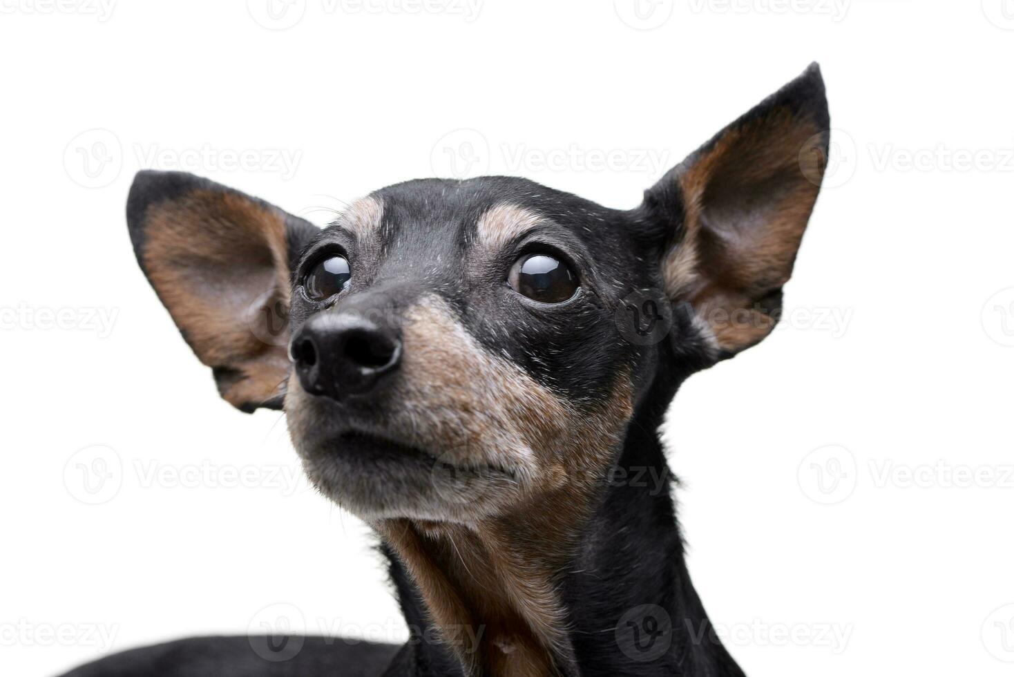 retrato de un adorable pinscher perro foto