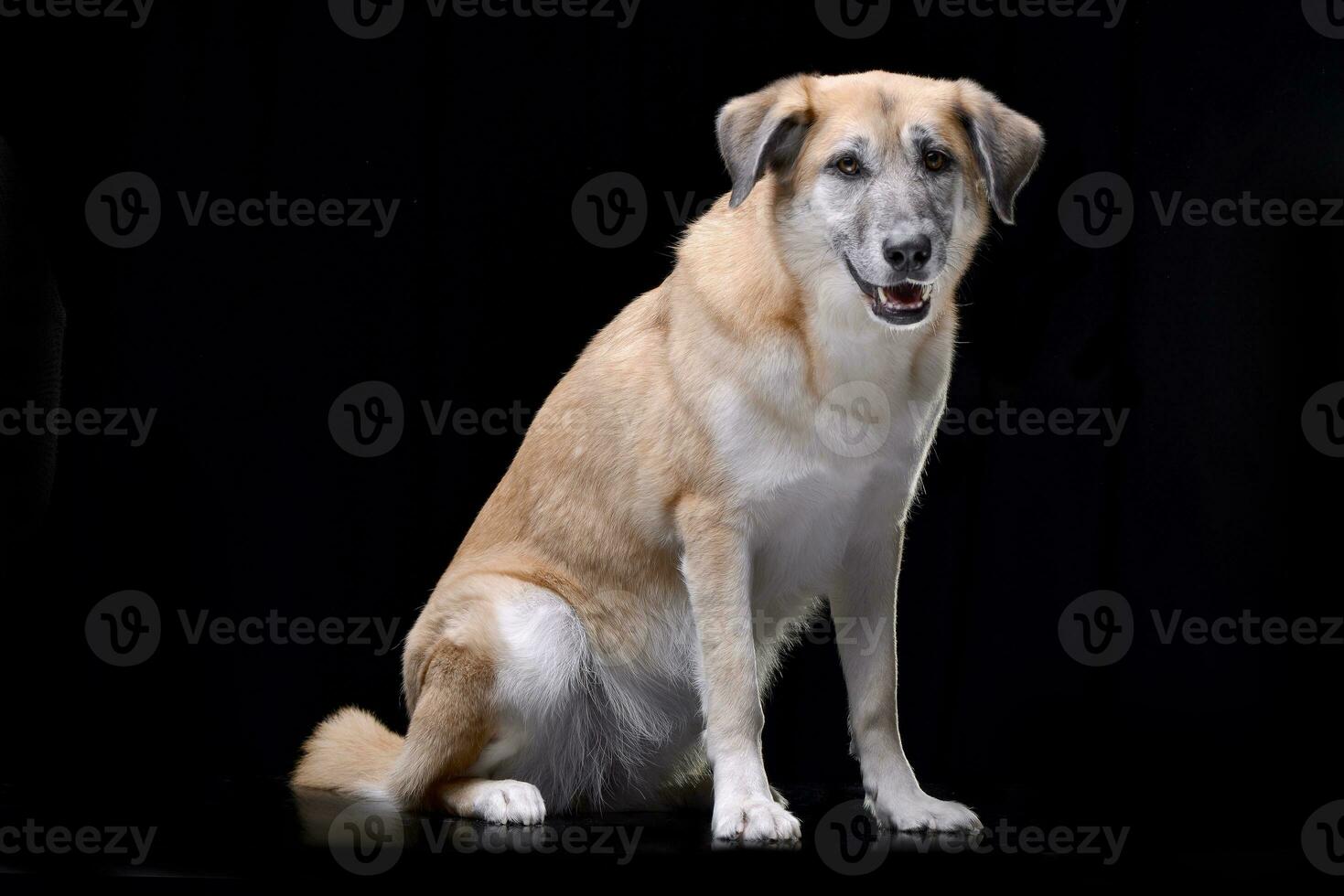 Studio shot of an adorable mixed breed dog photo