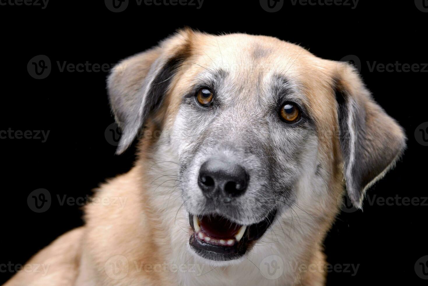 Portrait of an adorable mixed breed dog photo