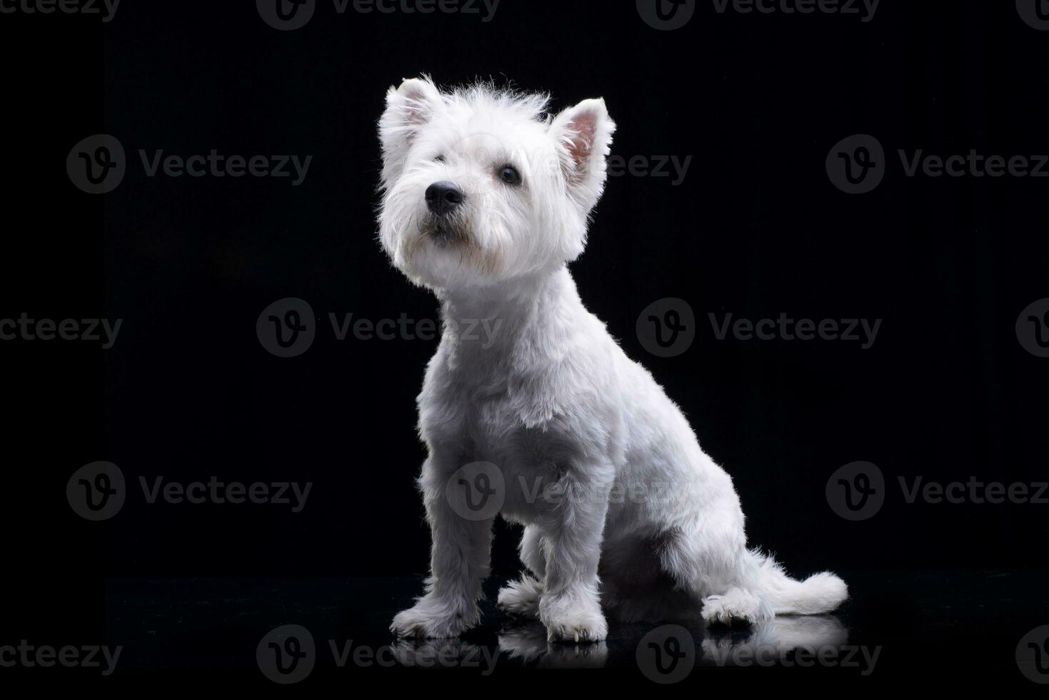 Studio shot of an adorable West Highland White Terrier photo