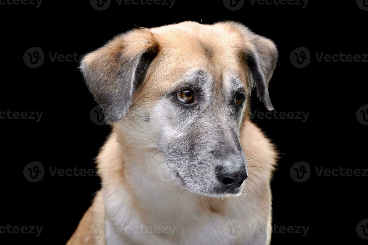 Portrait of an adorable mixed breed dog photo