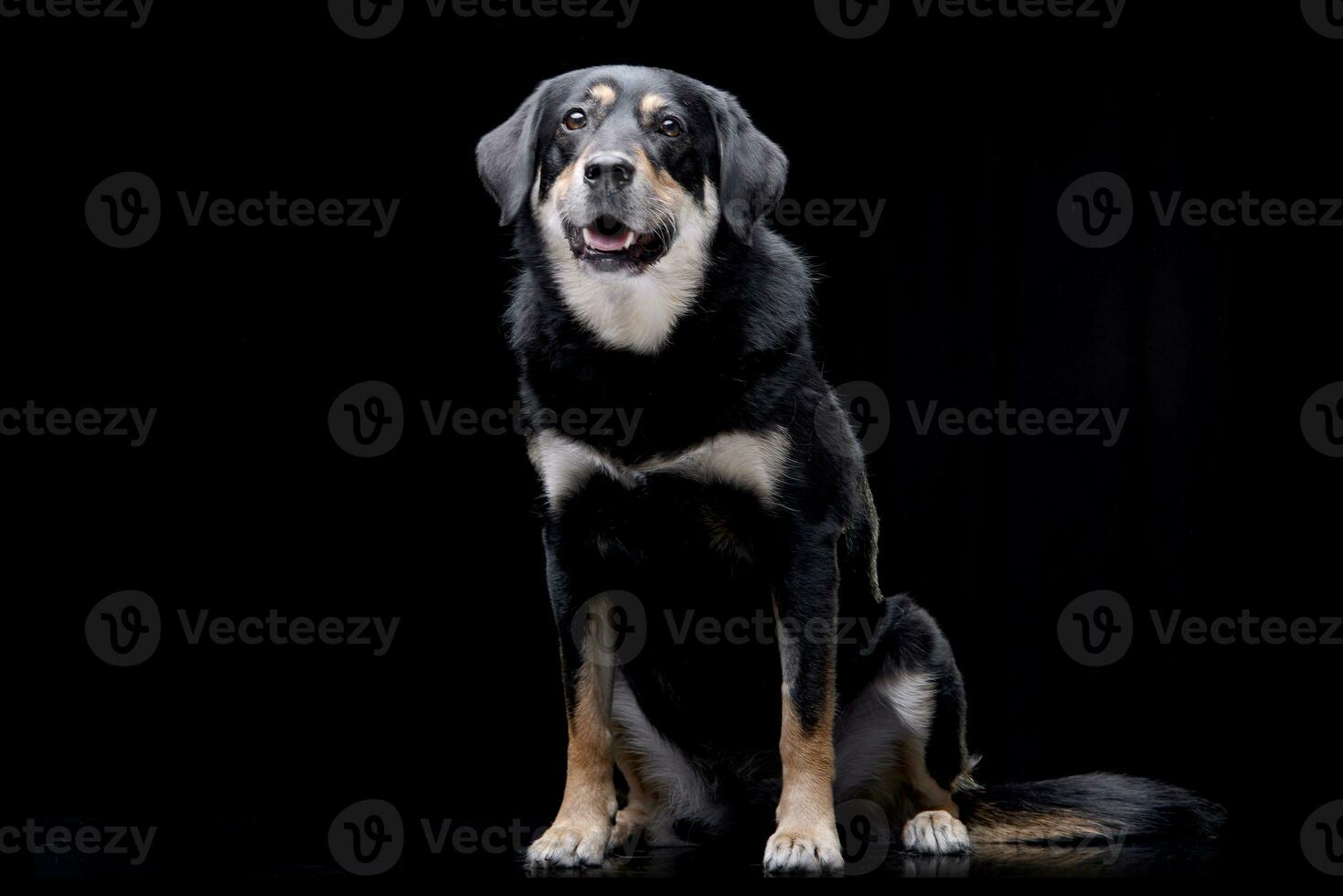 Studio shot of an adorable mixed breed dog photo