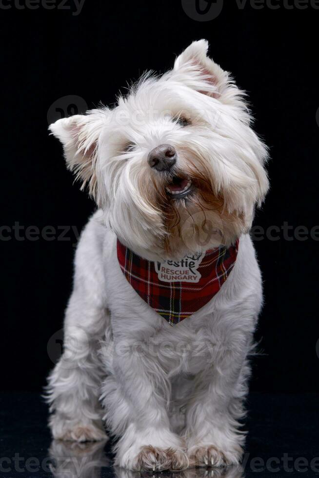 Studio shot of an adorable West Highland White Terrier photo
