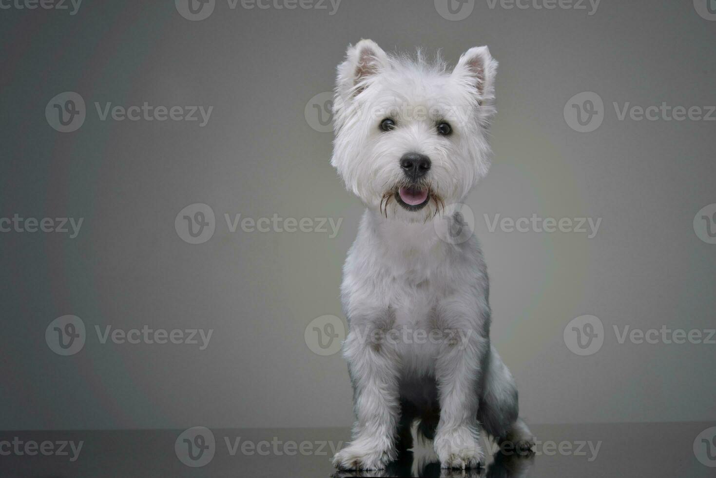 Studio shot of an adorable West Highland White Terrier photo