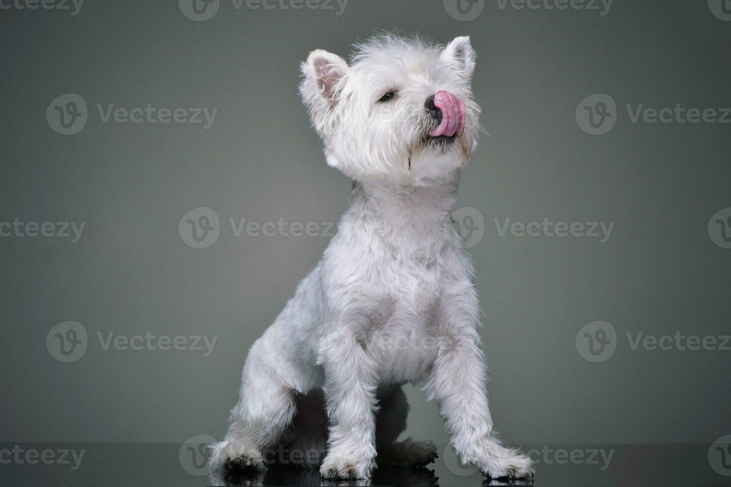 Studio shot of an adorable West Highland White Terrier photo