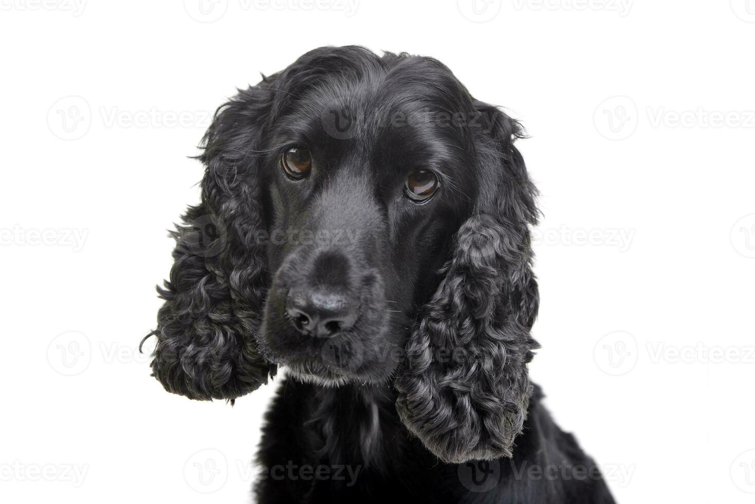 Portrait of an adorable English Cocker Spaniel photo