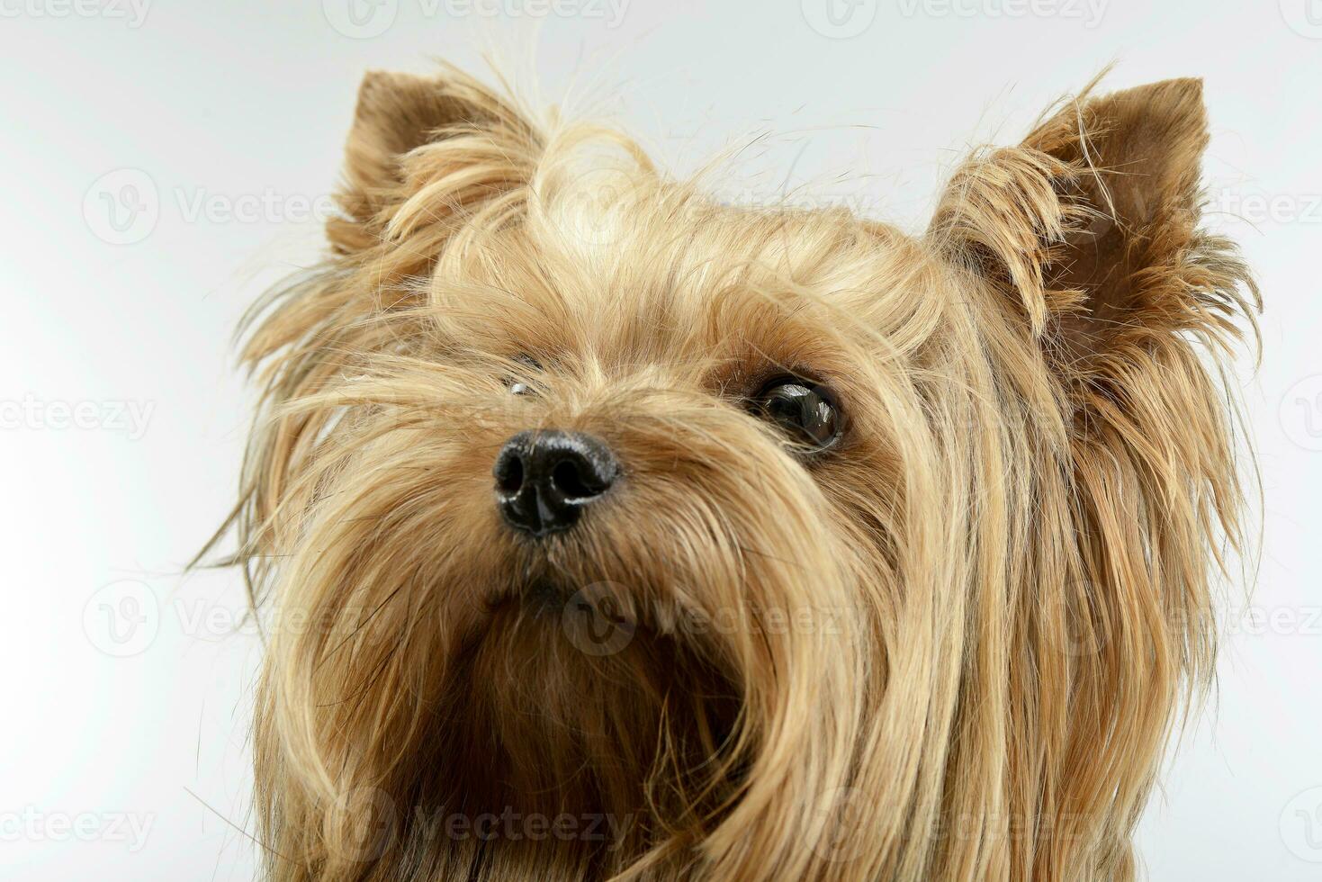 Portrait of an adorable Yorkshire Terrier photo