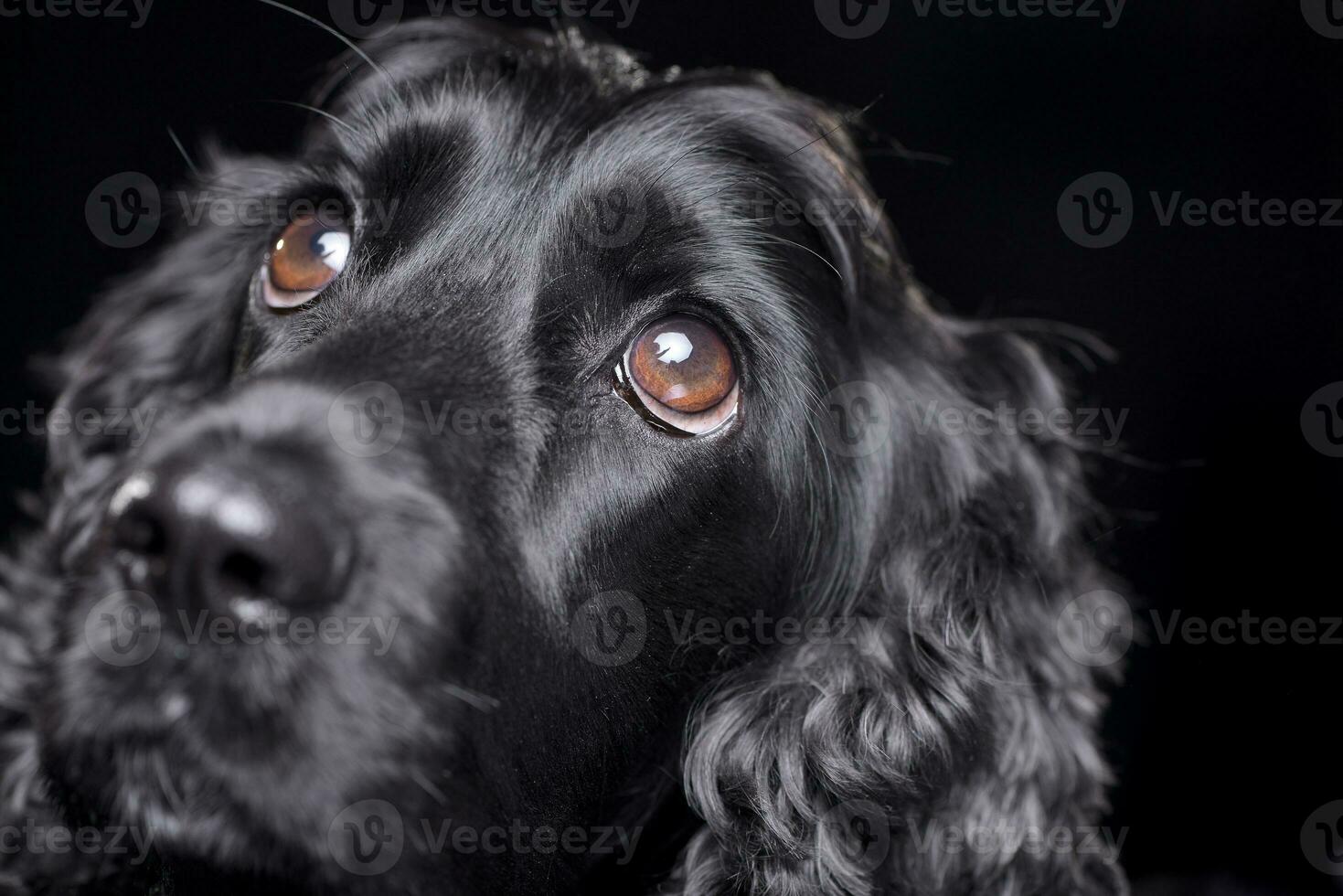 Close portrait of an adorable English Cocker Spaniel photo