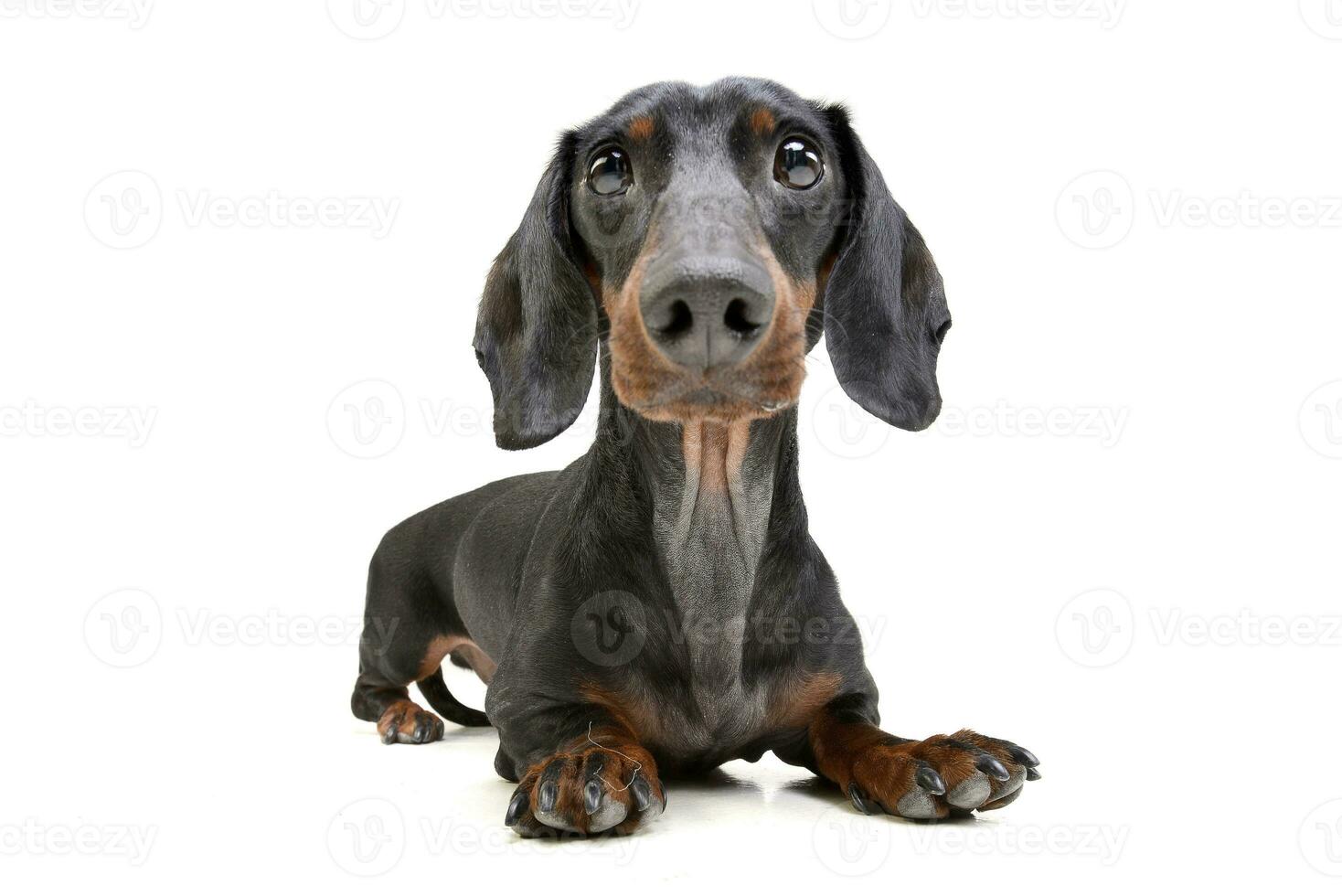 Studio shot of an adorable Dachshund photo