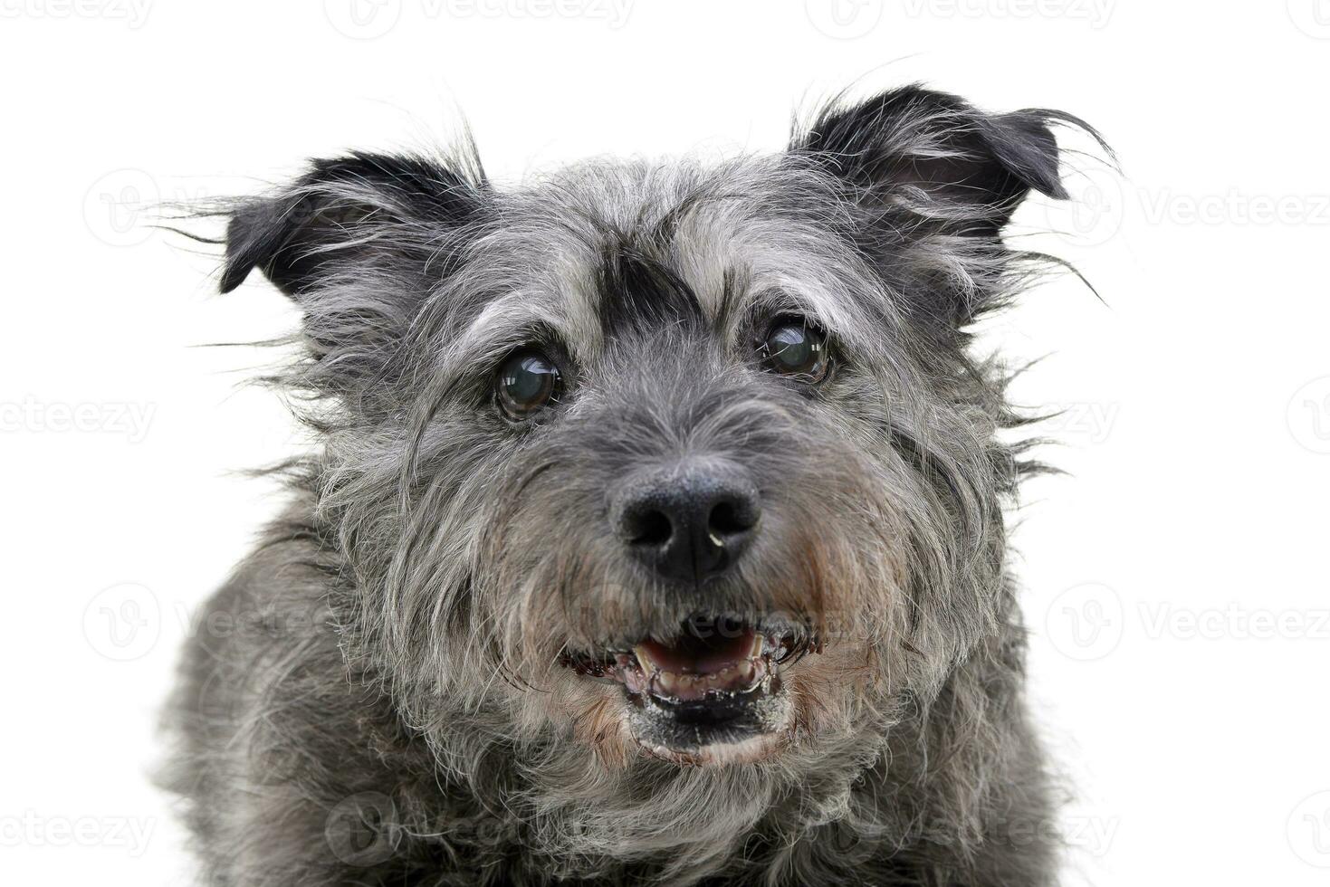 Portrait of an adorable mixed breed dog photo