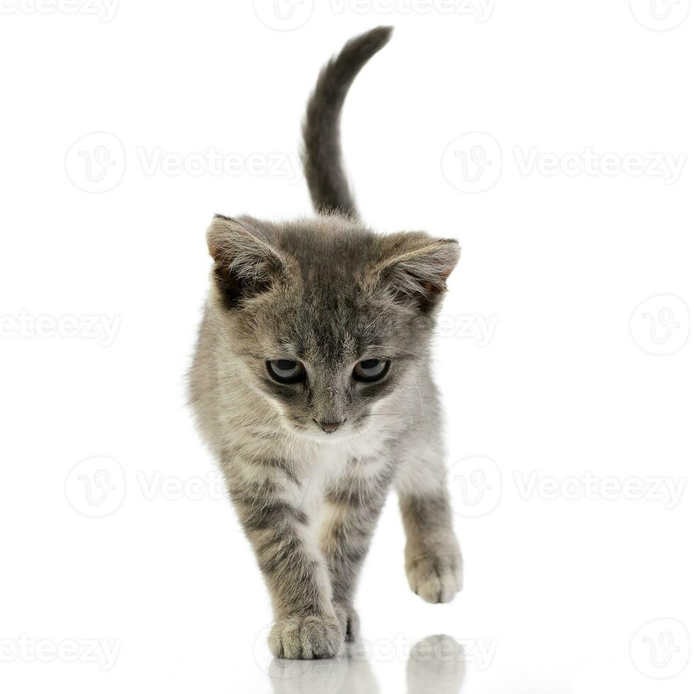 Studio shot of an adorable domestic kitten photo