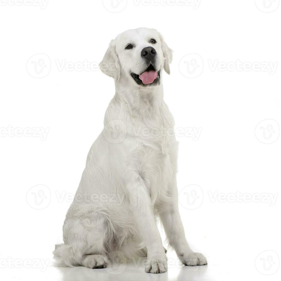 Studio shot of an adorable Golden retriever photo