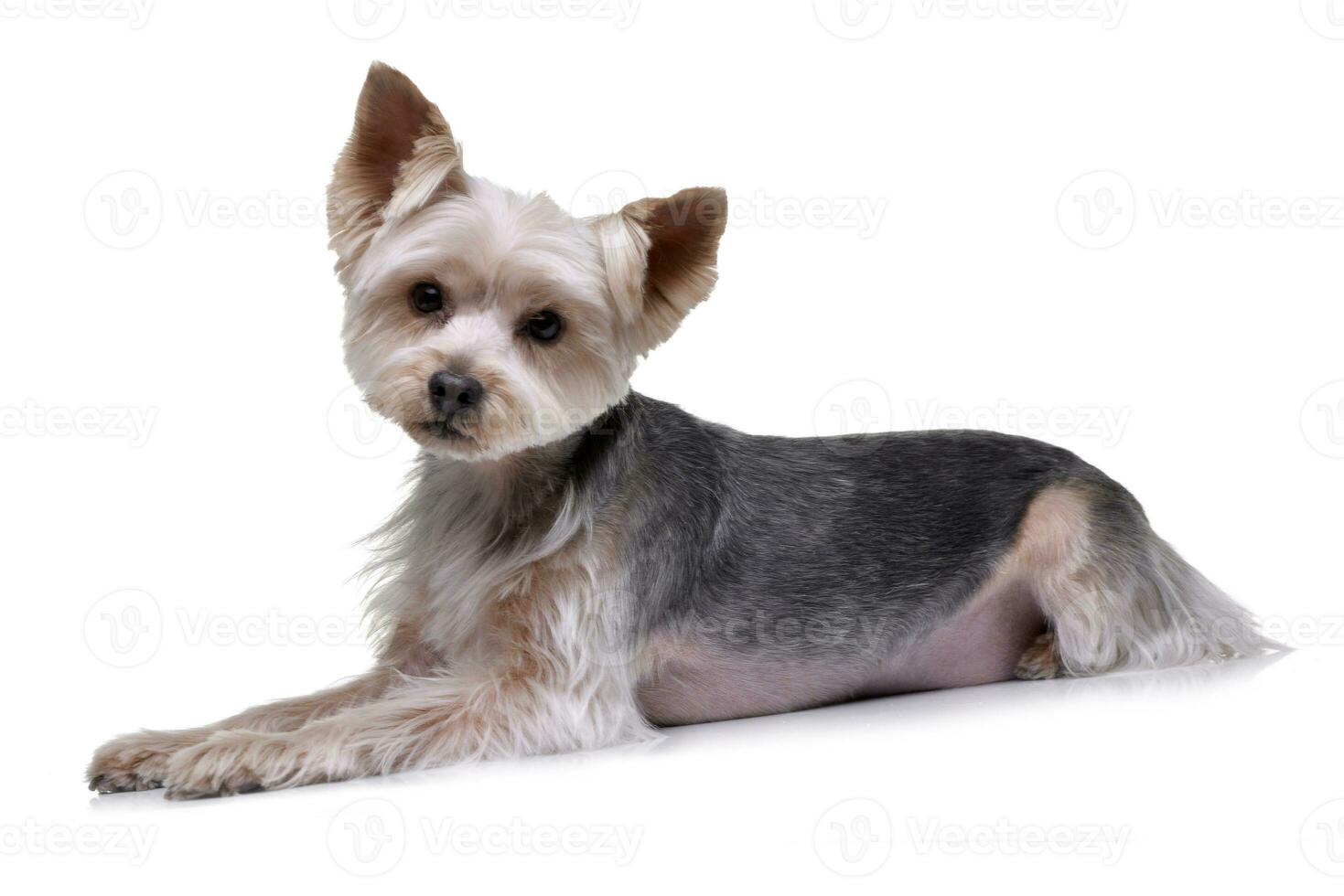 Studio shot of an adorable Yorkshire Terrier photo