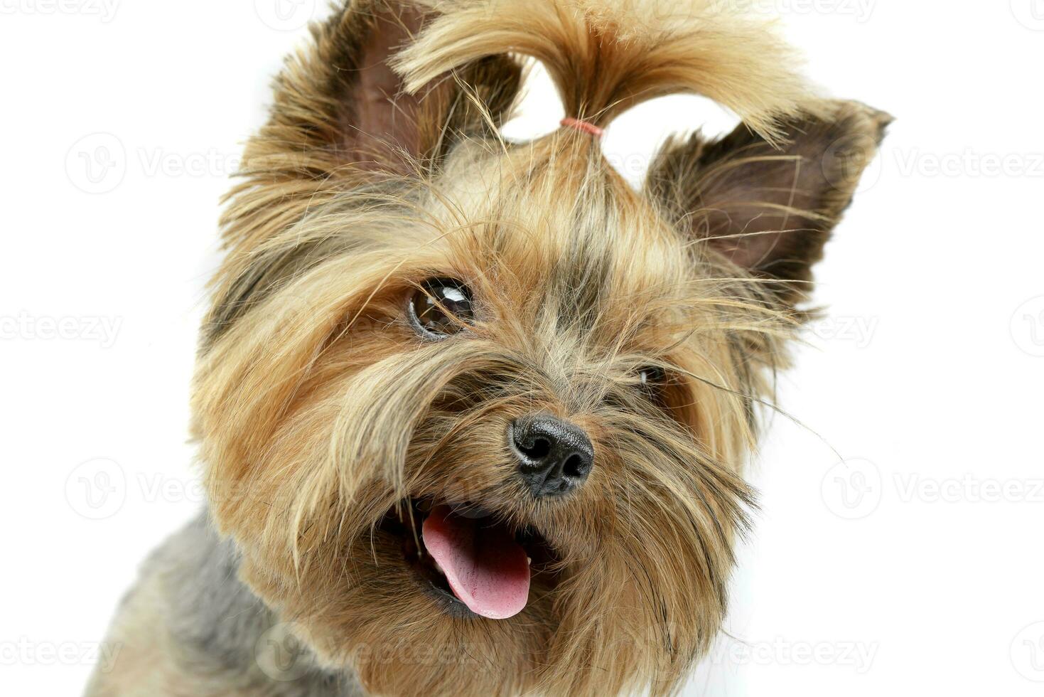 retrato de un adorable Yorkshire terrier foto