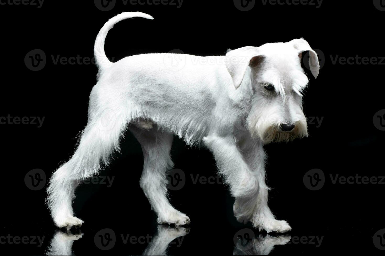 Studio shot of a cute Miniature Schnauzer photo