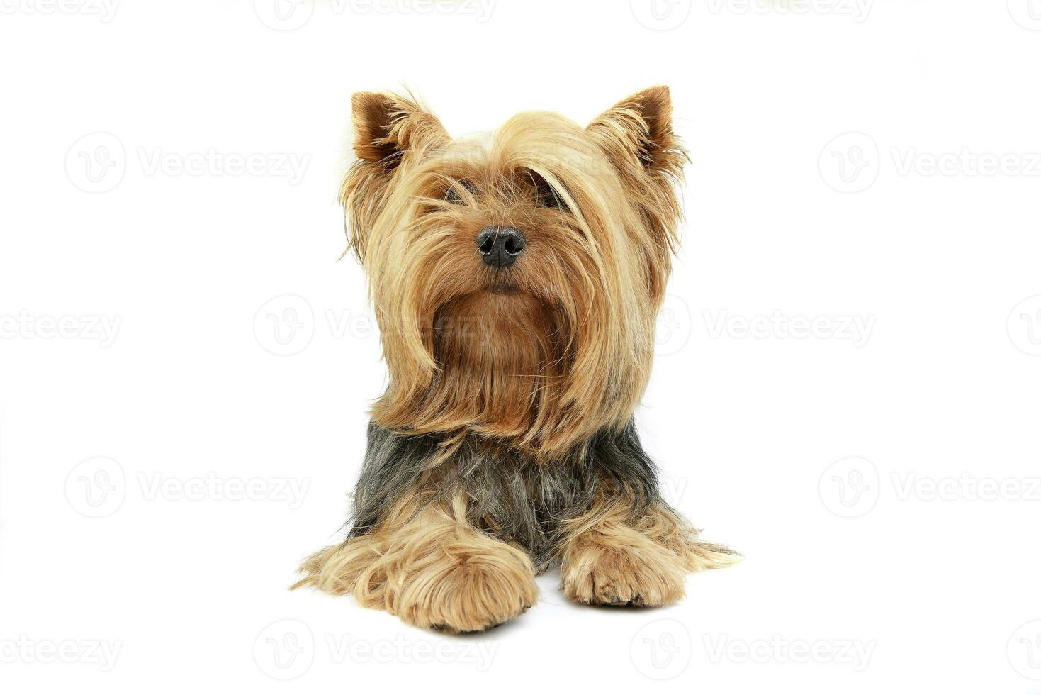 Studio shot of an adorable Yorkshire Terrier photo