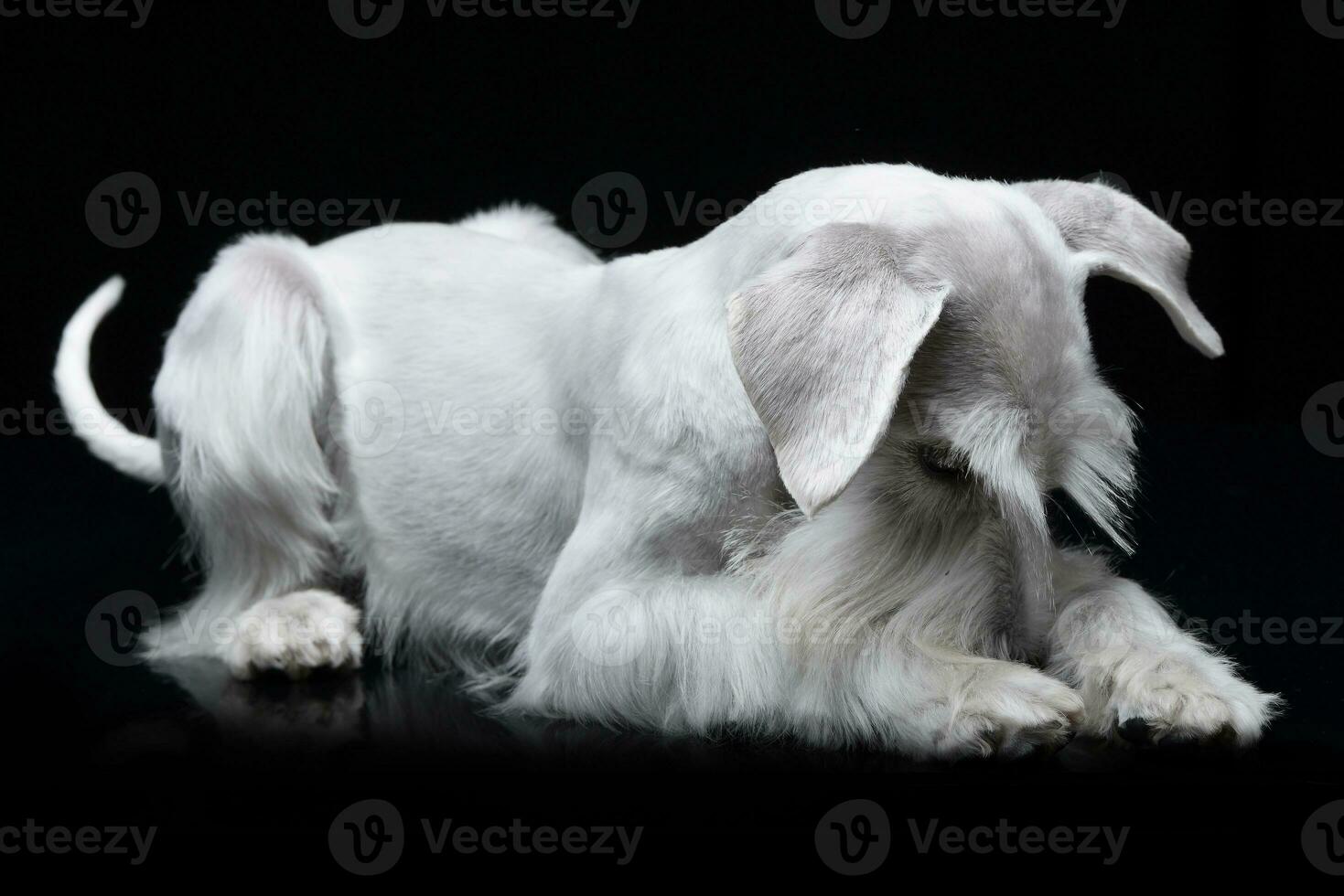 Studio shot of a cute Miniature Schnauzer photo