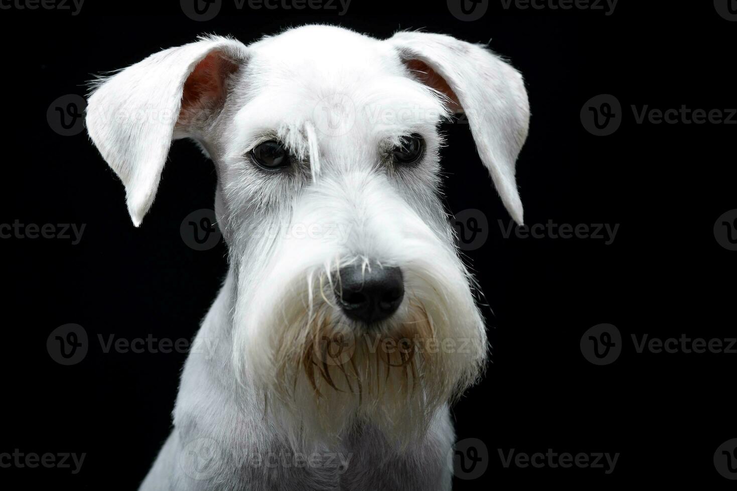 Portrait of a cute Miniature Schnauzer photo