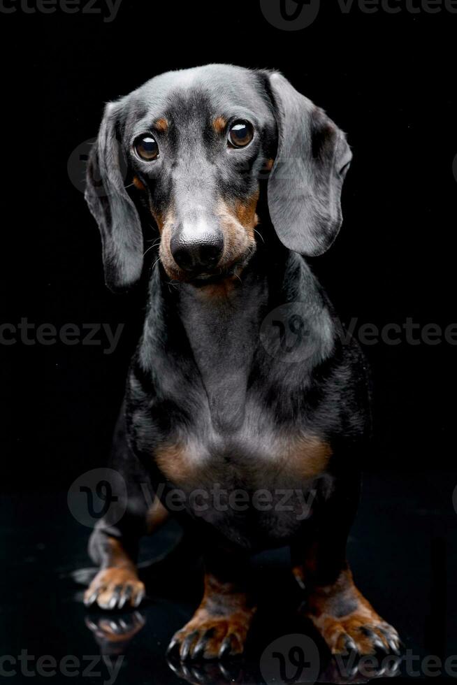 Studio shot of an adorable Dachshund photo