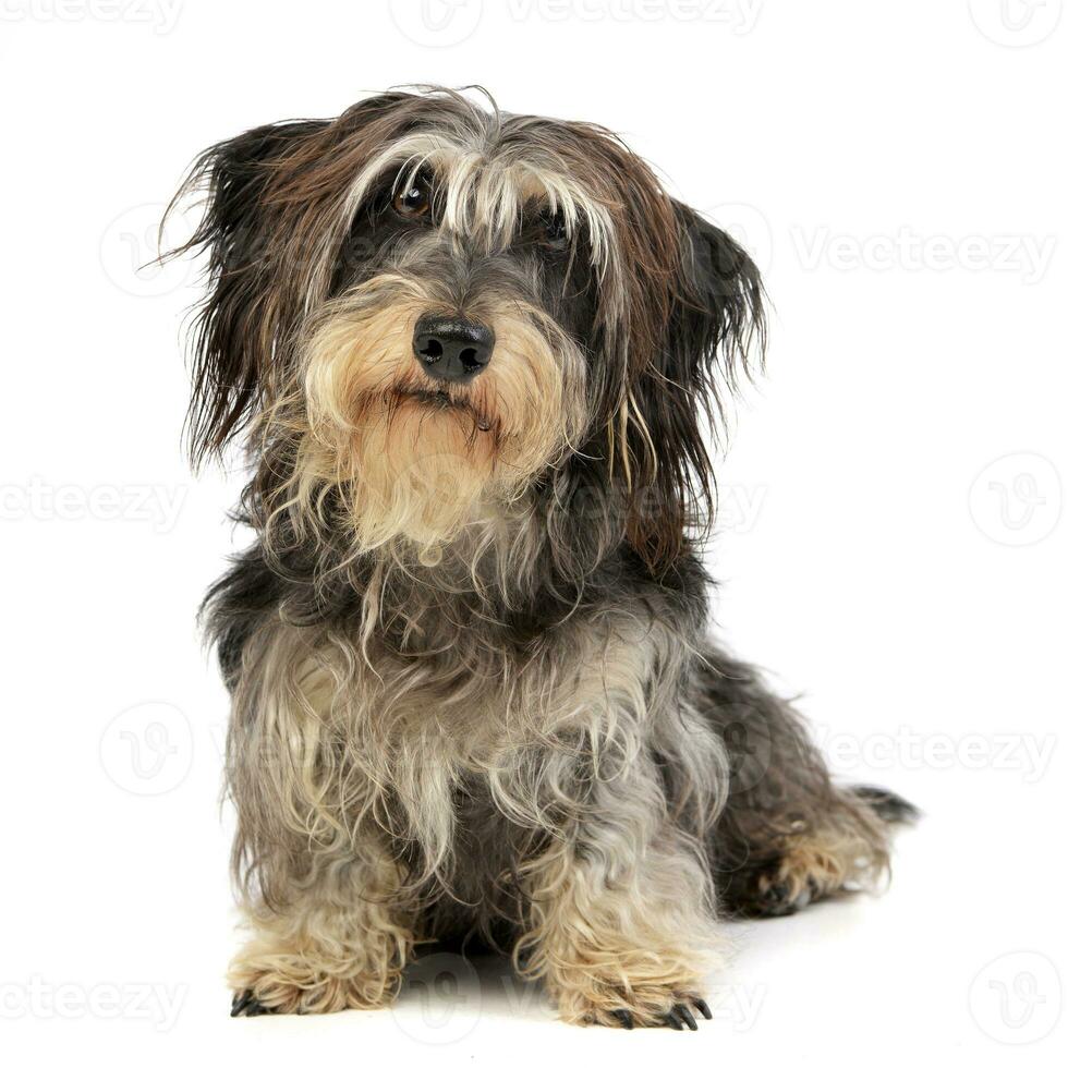 Studio shot of an adorable Dachshund photo