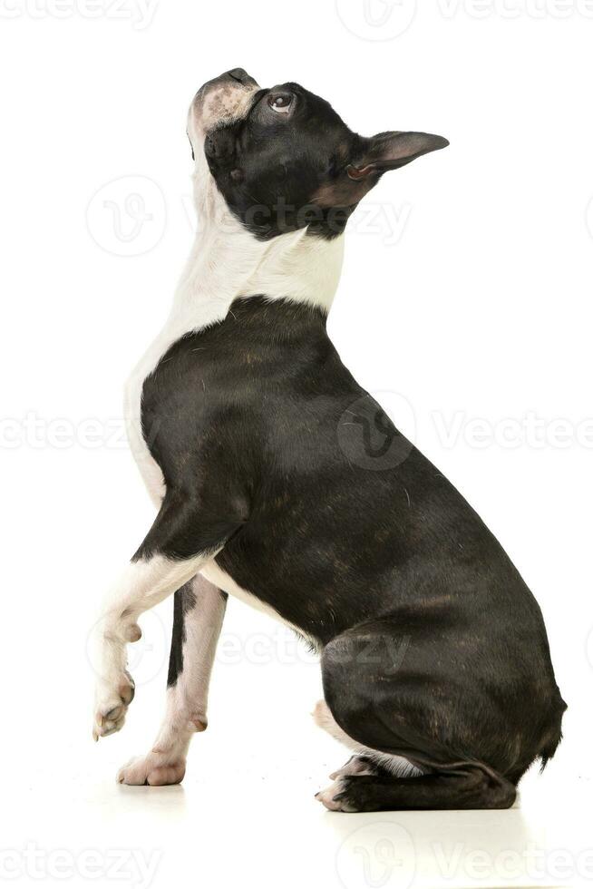 Studio shot of an adorable Boston Terrier photo