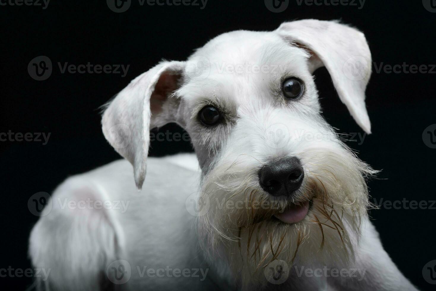 retrato de un linda miniatura Schnauzer foto