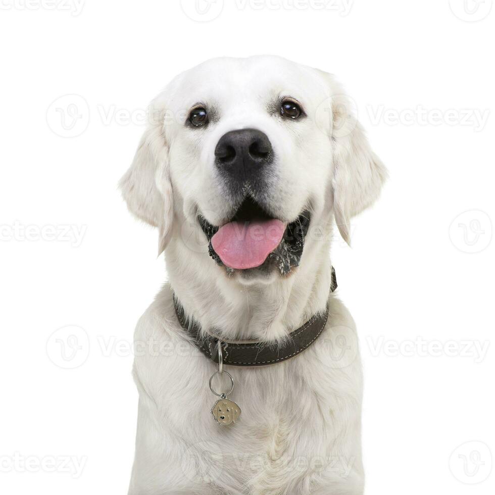 Portrait of an adorable Golden retriever photo