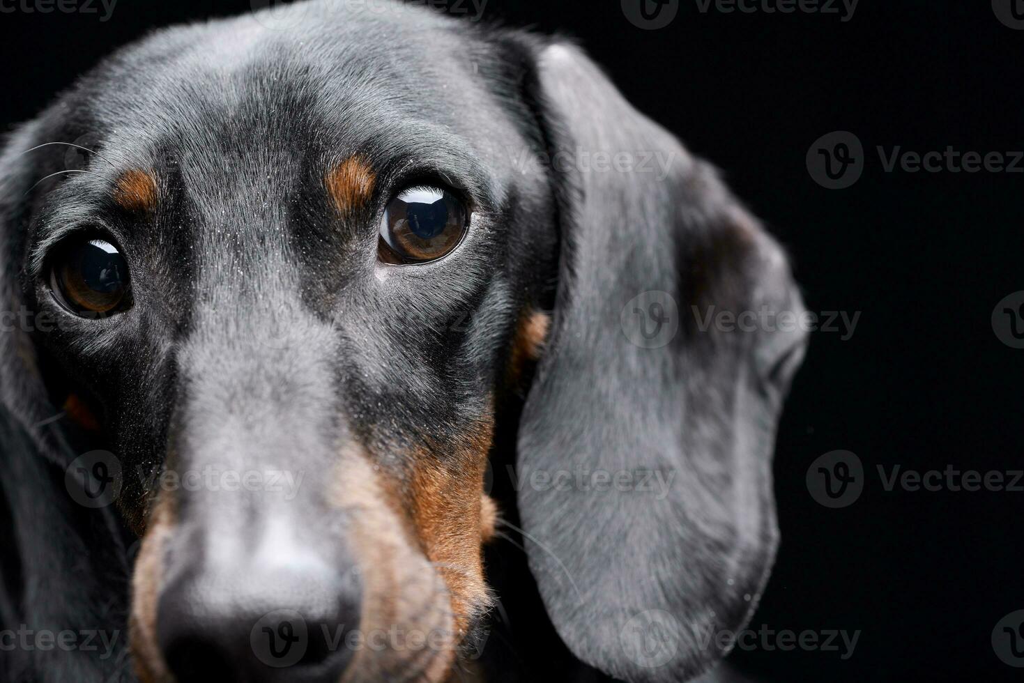 Portrait of an adorable Dachshund photo