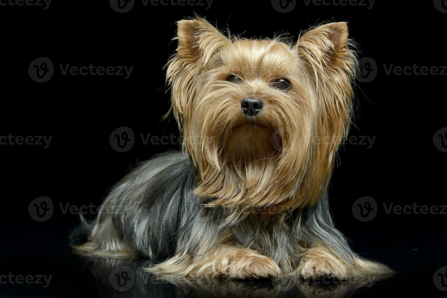 Studio shot of an adorable Yorkshire Terrier photo