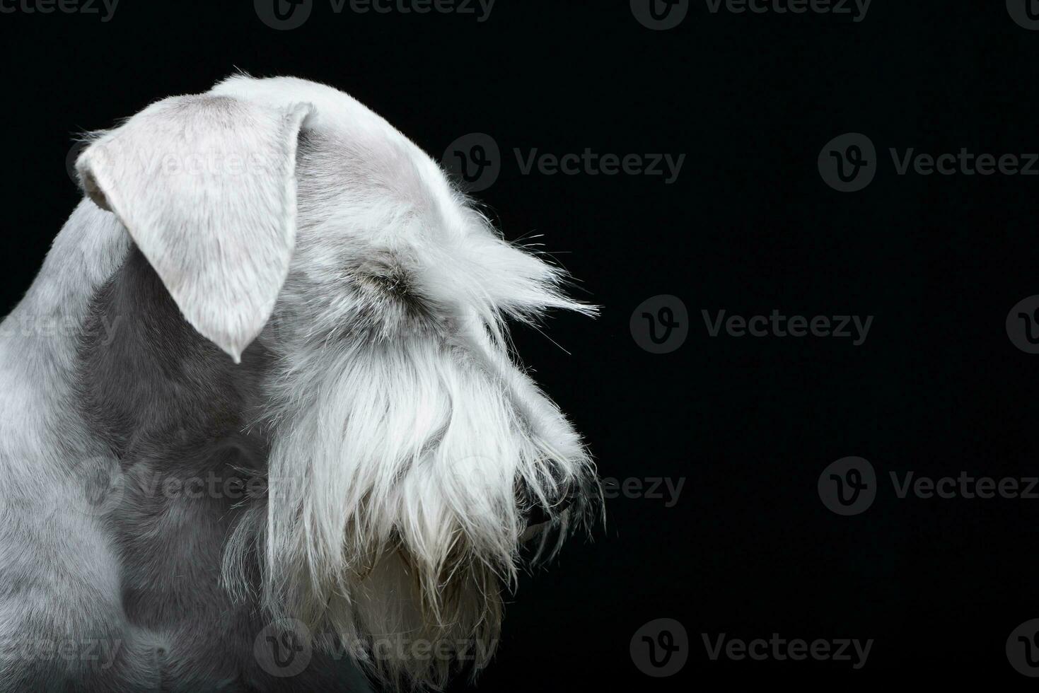 Portrait of a cute Miniature Schnauzer photo