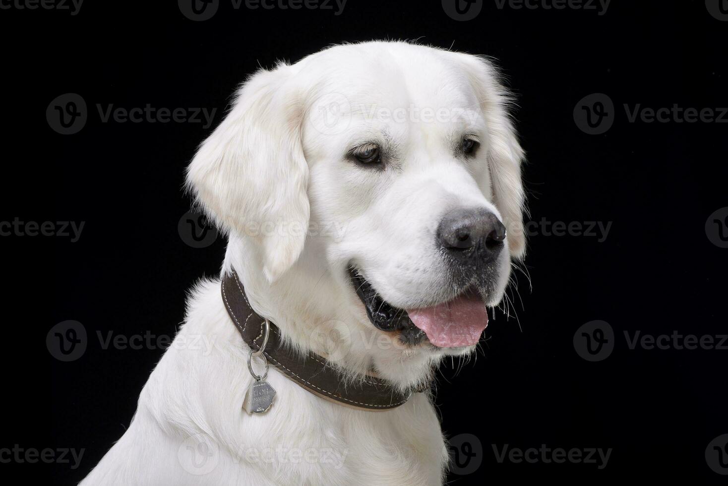 Portrait of an adorable Golden retriever photo