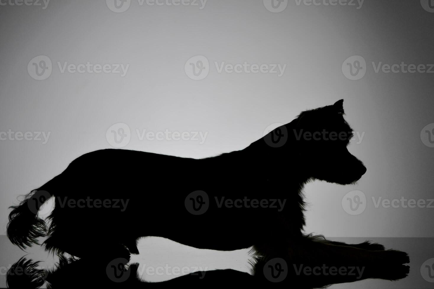 Silhouette of an adorable Yorkshire Terrier photo