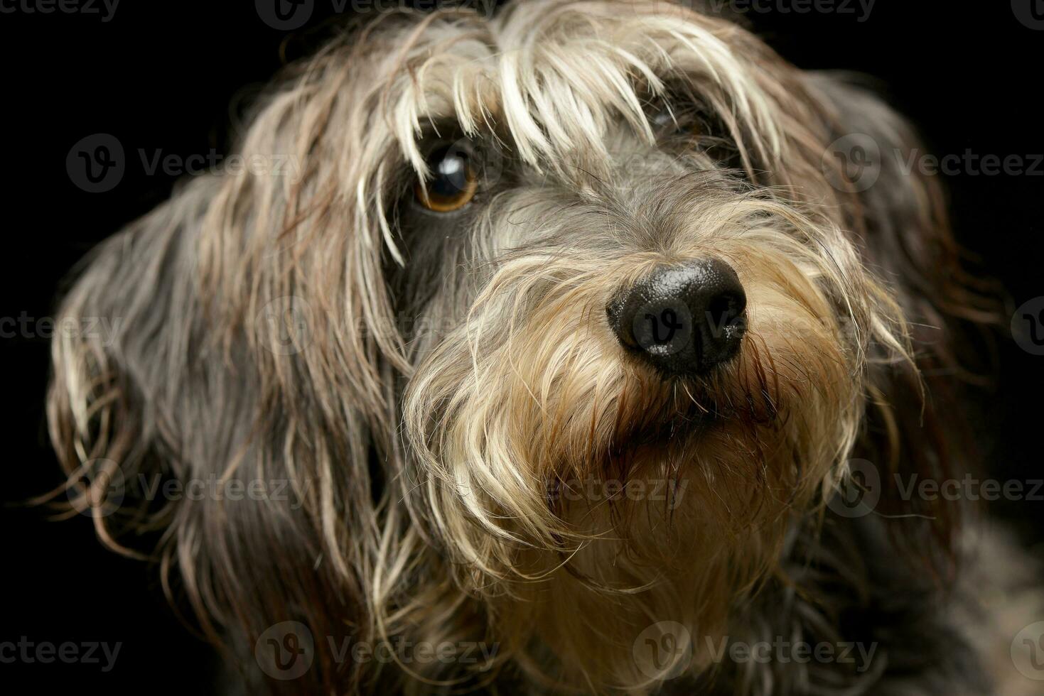 Studio shot of an adorable Dachshund photo