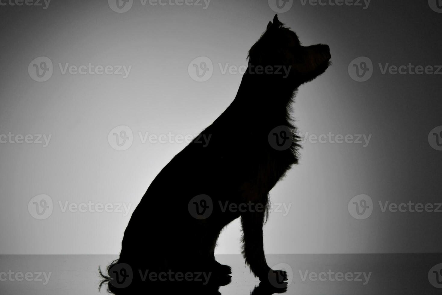 Silhouette of an adorable Yorkshire Terrier photo