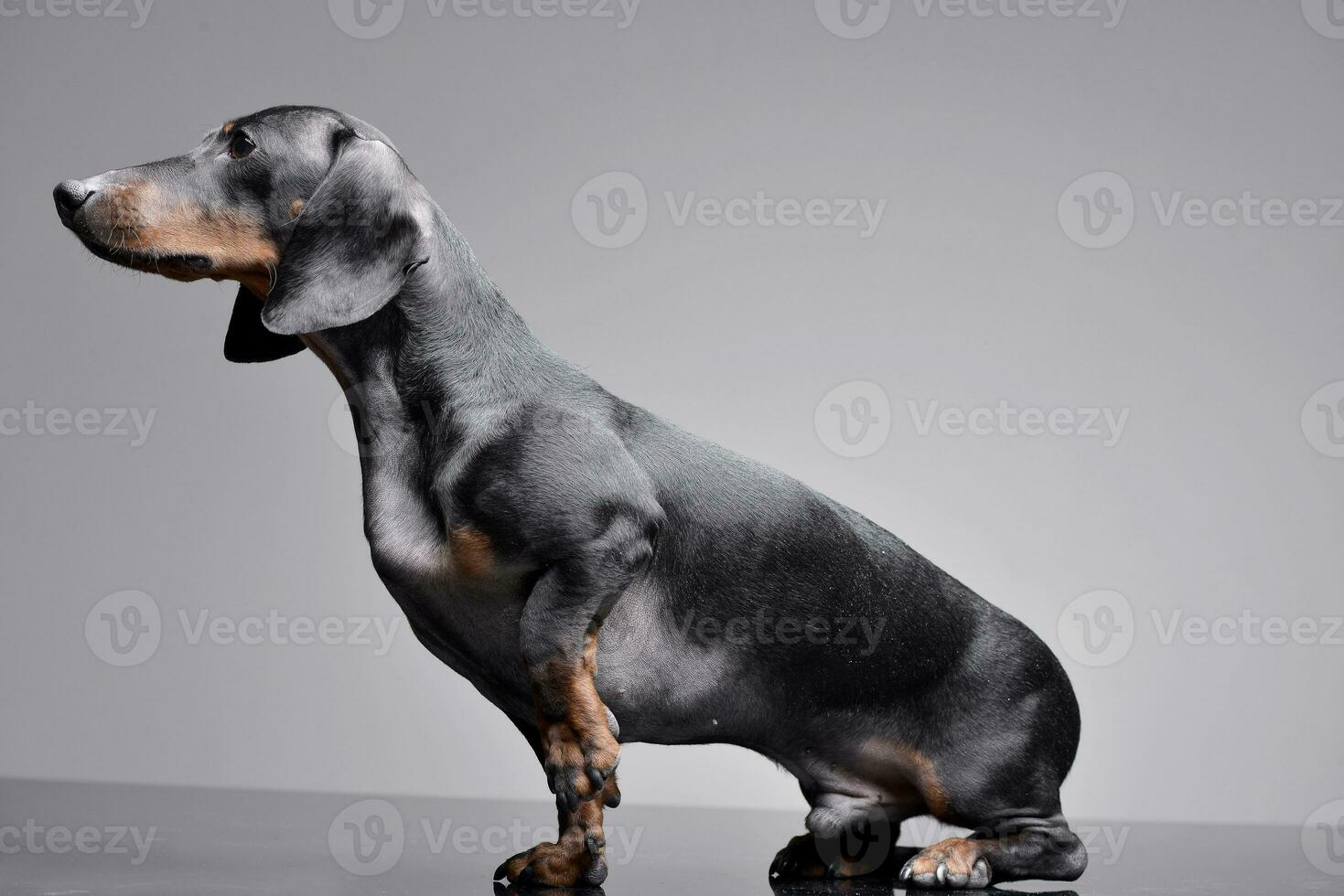 Studio shot of an adorable Dachshund photo