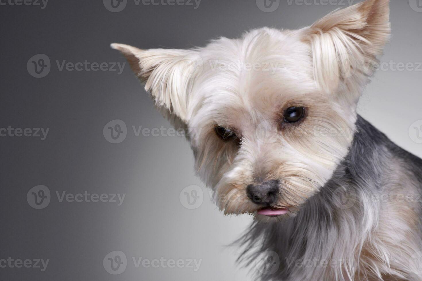 Portrait of an adorable Yorkshire Terrier photo