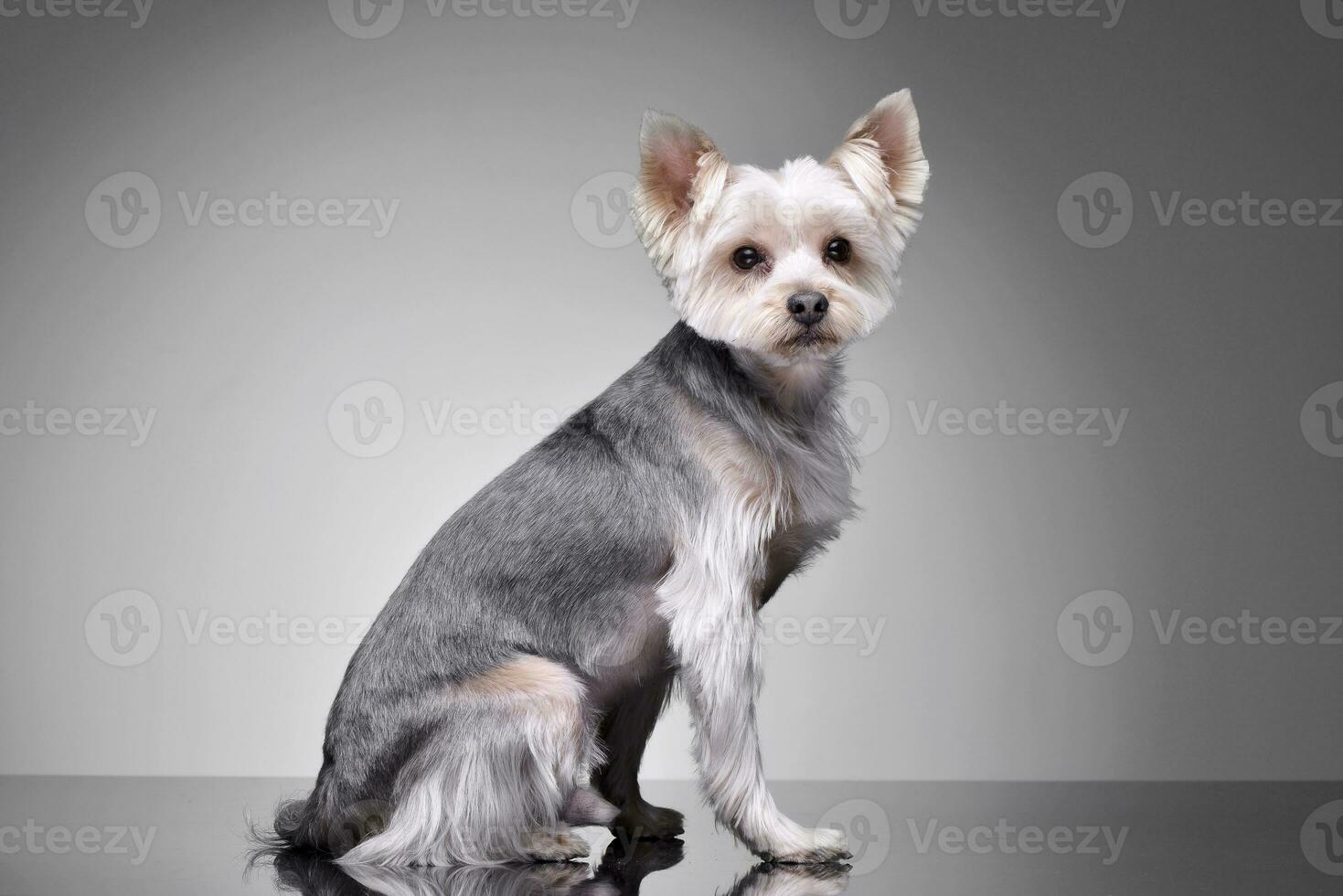 Studio shot of an adorable Yorkshire Terrier photo