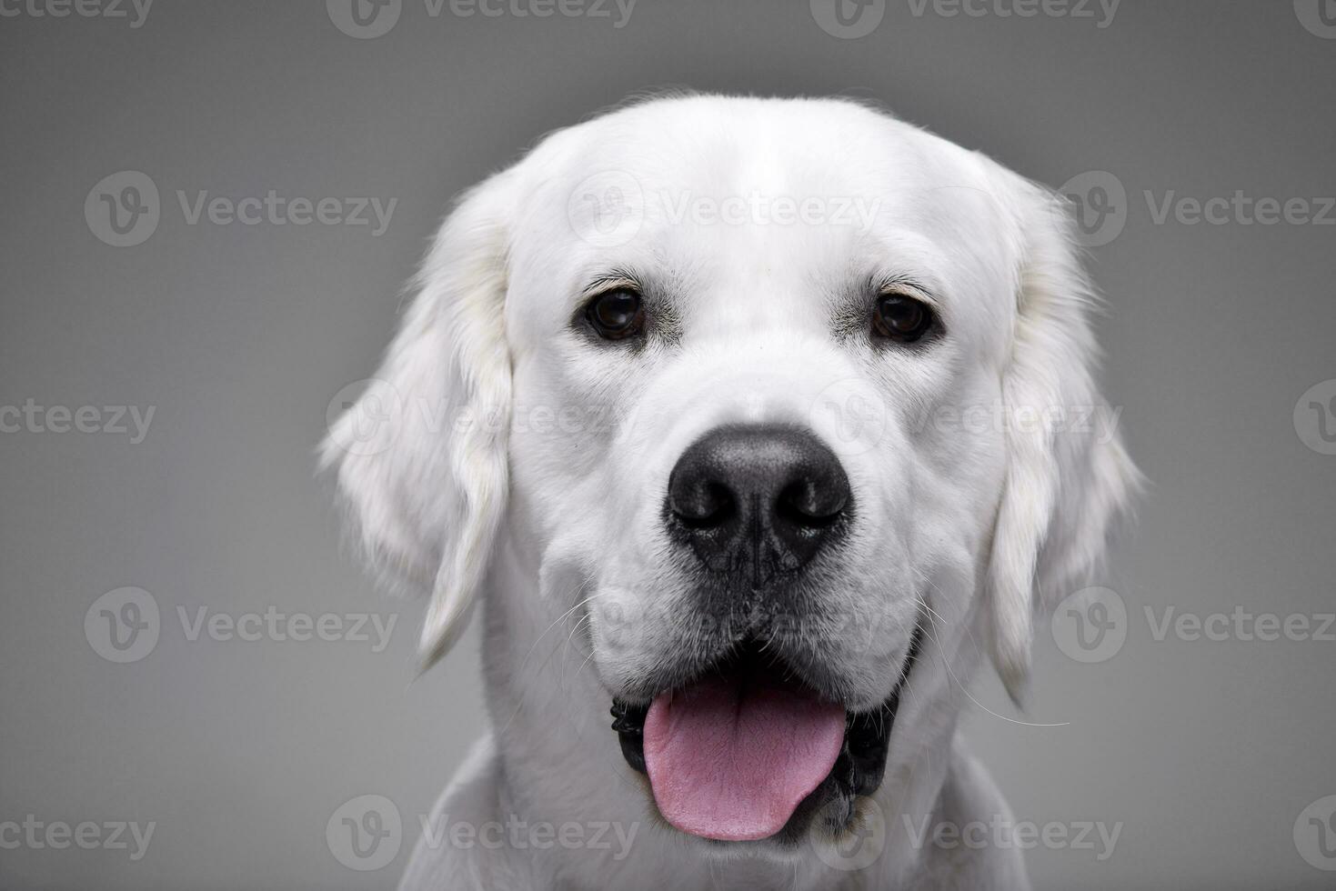 Portrait of an adorable Golden retriever photo