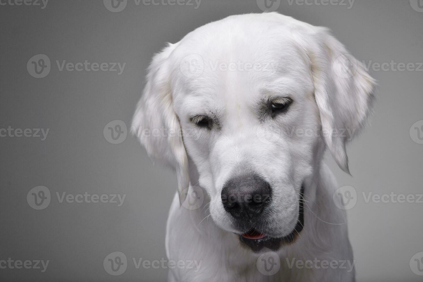 retrato de un adorable dorado perdiguero foto