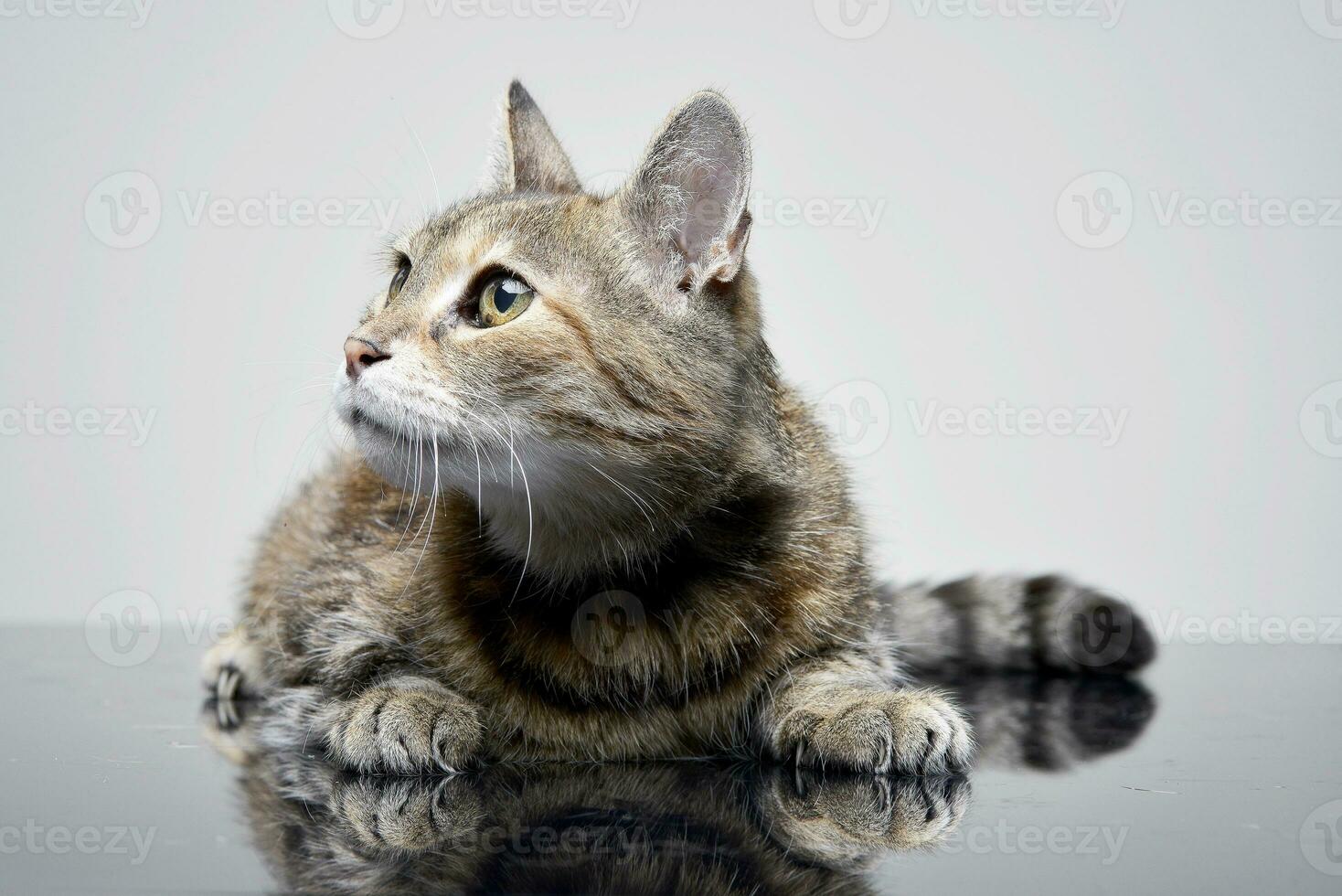 Studio shot of an adorable tabby cat photo