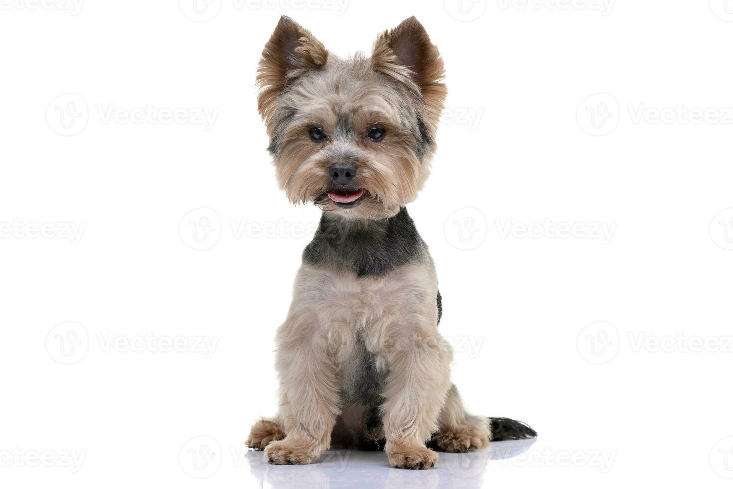 Studio shot of an adorable Yorkshire Terrier photo